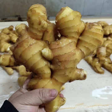 China Wholesale organic fresh ginger root price